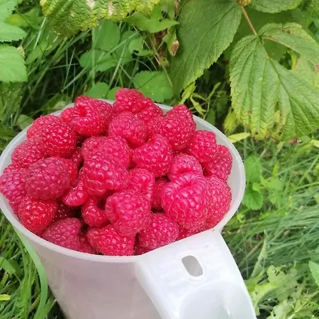 Wodamoja - Nad Jeziorem