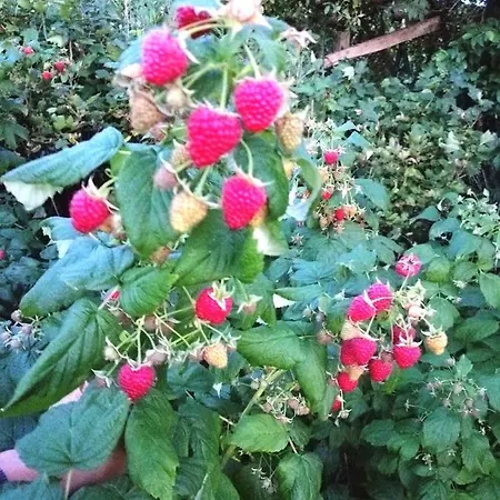 Wodamoja - Nad Jeziorem Apartment